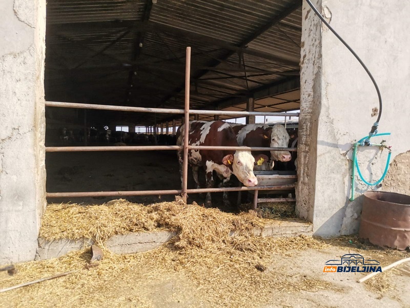 Tropske vrućine u Bijeljini teško podnose i životinje: Proizvodnja mlijeka opada, veterinari rade i danju i noću