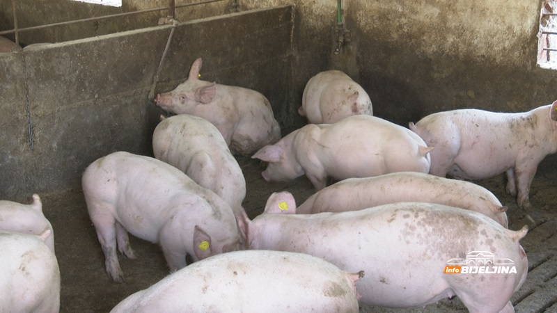 Semberci u farme ulaze sa hirurškim rukavicama, zbog afričke kuge pojačan inspekcijski nadzor: Kazne do 3.000 KM