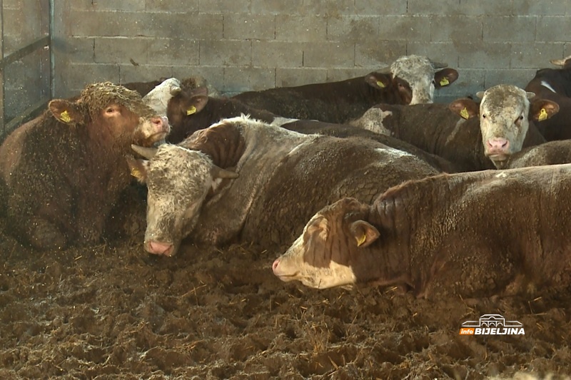 Tov junadi u Semberiji bilježi rast, dobra i cijena: Šta je stočare motivisalo da napune farme?