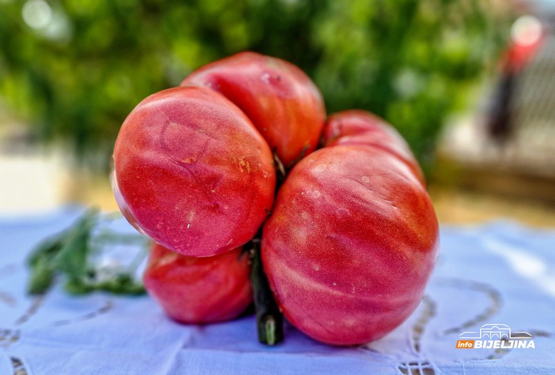 U Janji kod Bijeljine rodio paradajz težak 1,660 kg (FOTO)