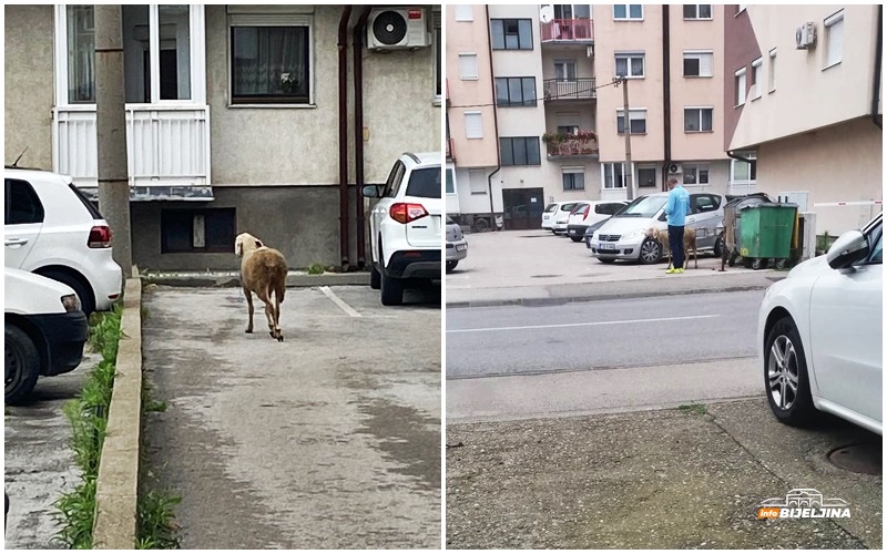 Potraga u Bijeljini uspješno završena: Uhvatili odbjeglu ovcu (FOTO)