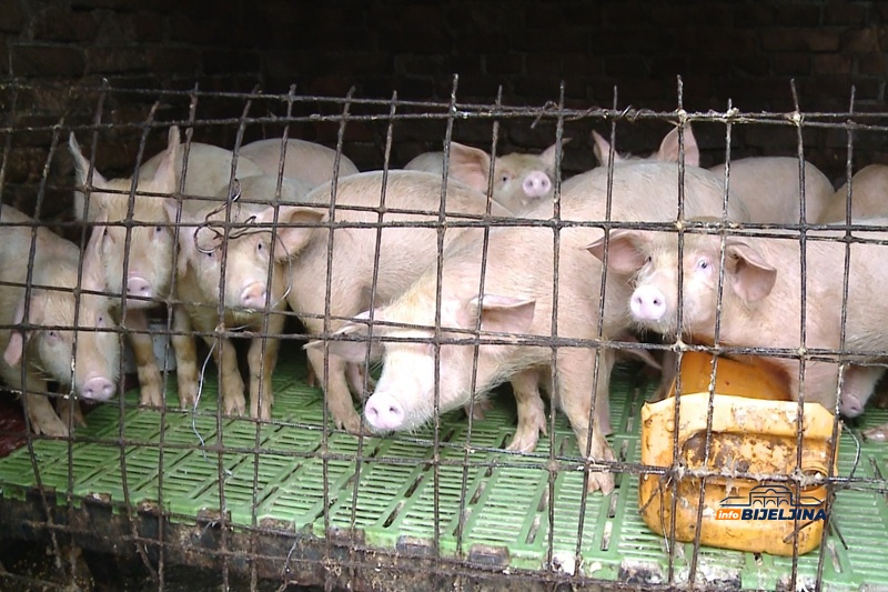 Provjerili smo: Koliko u Semberiji koštaju tovljenici i polutke, a od čega strahuju farmeri?