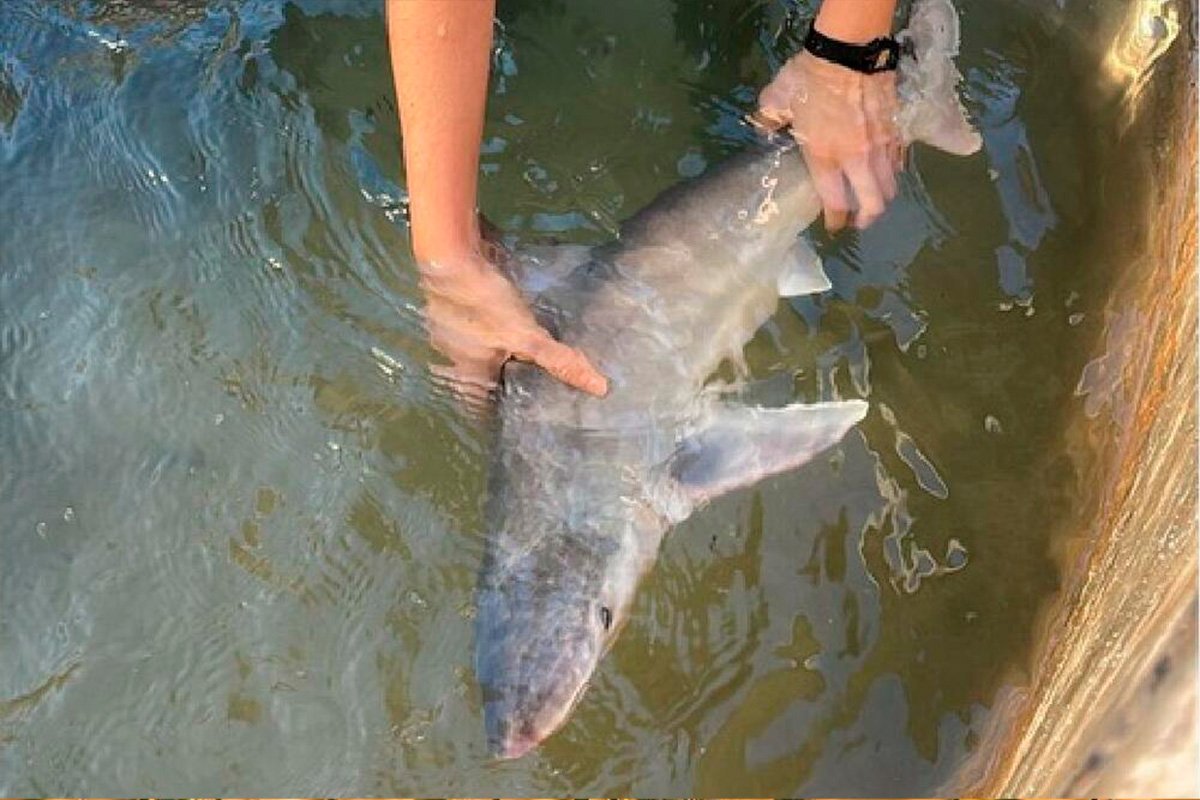 Kod Herceg Novog ulovljen morski pas (FOTO)