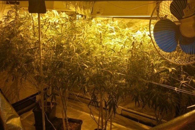 Otkrivena laboratorija za proizvodnju marihuane, policija objavila snimak
