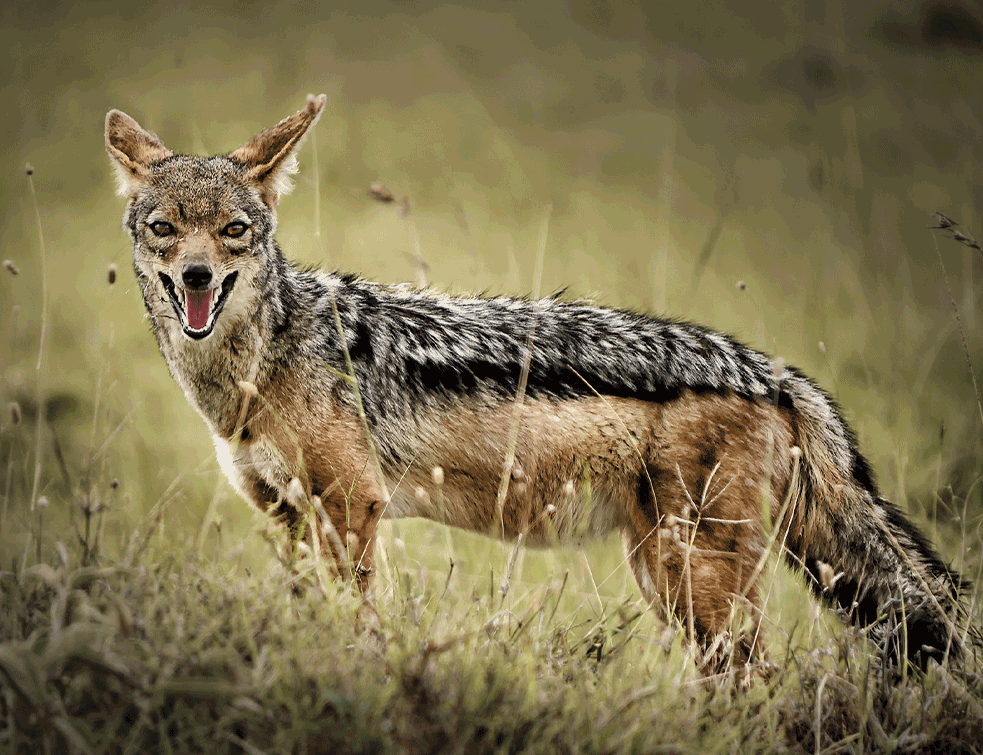 Šakal ušao u kafić i skakao po stolovima, gosti pobjegli