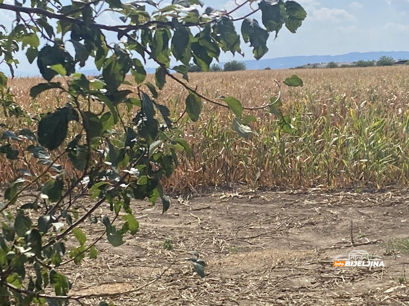 Šaroliki prinosi kukuruza u Semberiji: Jedni “beru” minuse, drugi “igraju” na provjerenu kartu