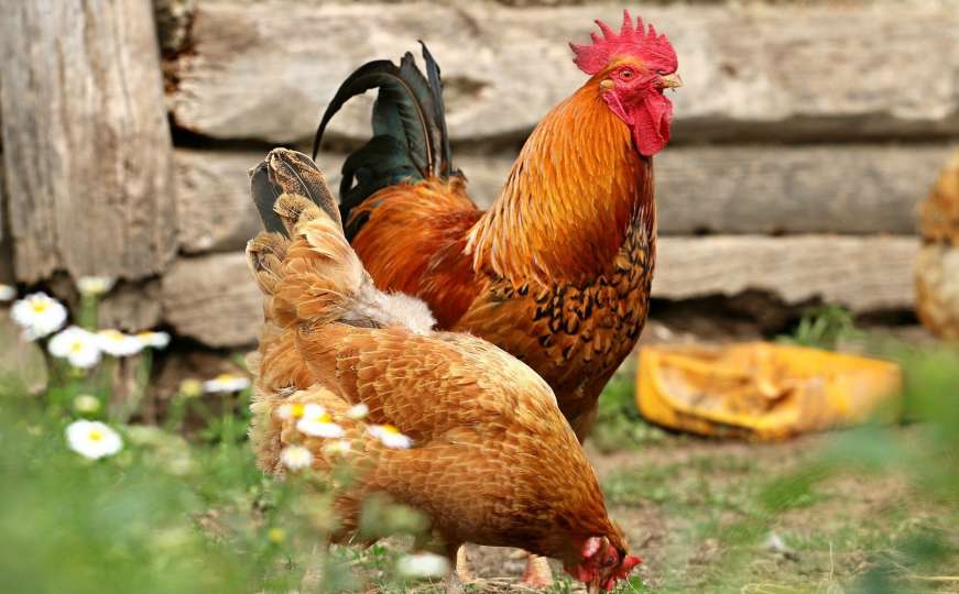 Upozorenje uzgajivačima živine na oprez zbog pojave PTIČJEG GRIPA