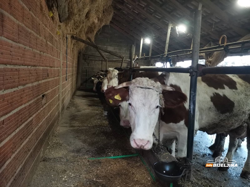 Ima li u semberskim selima budućnosti za mlade: “Imao sam ponudu za Njemačku, ali se i ovdje može solidno živjeti” /FOTO/