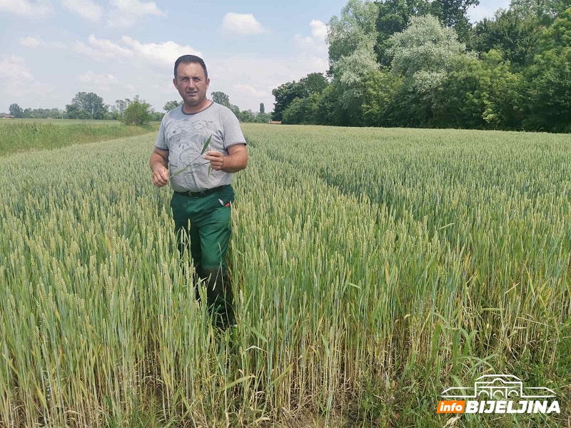 Upozorenje za ratare u Semberiji: Žuta rđa i fuzarijum prijete pšenici, prinosi pod rizikom
