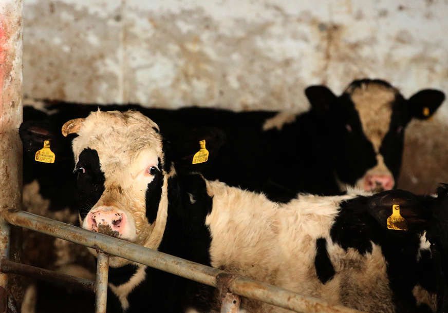 Semberska sela ostaju prazna, narod rasprodaje stoku