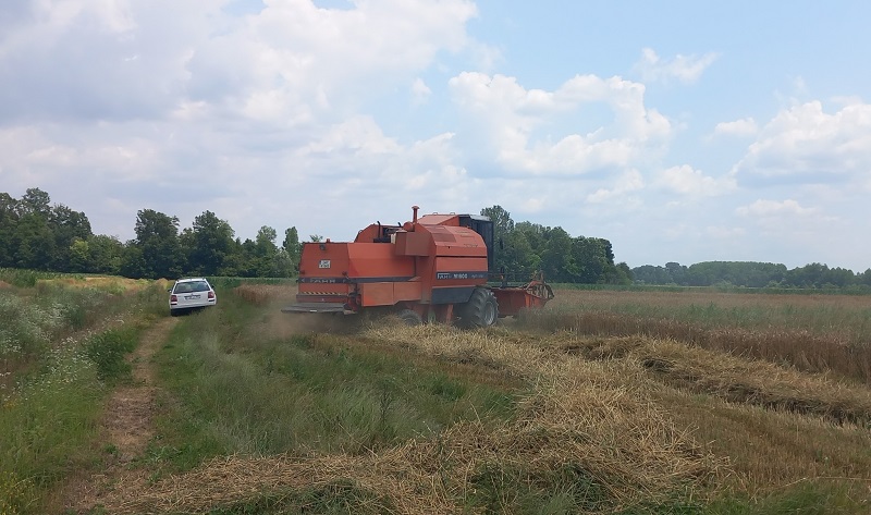 Info Bijeljina - Semberija: Žetva Pšenice U Toku, Prinosi Ne Obećavaju ...