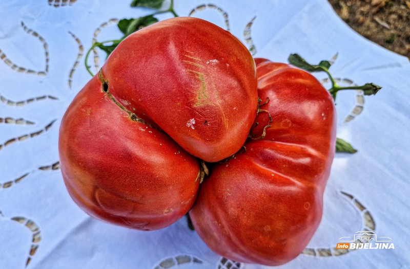 U Janji kod Bijeljine rodio paradajz težak 1,660 kg (FOTO)