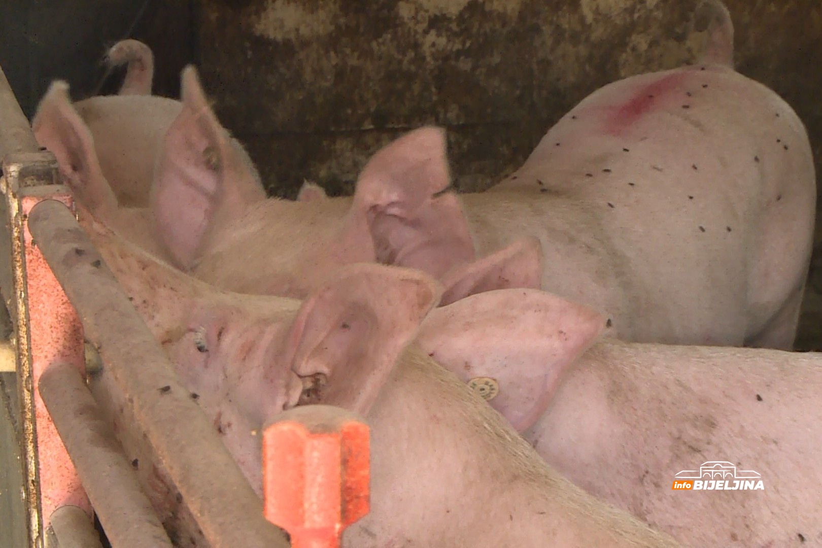 Provjerili smo: Koliko u Semberiji koštaju tovljenici i polutke, a od čega strahuju farmeri?