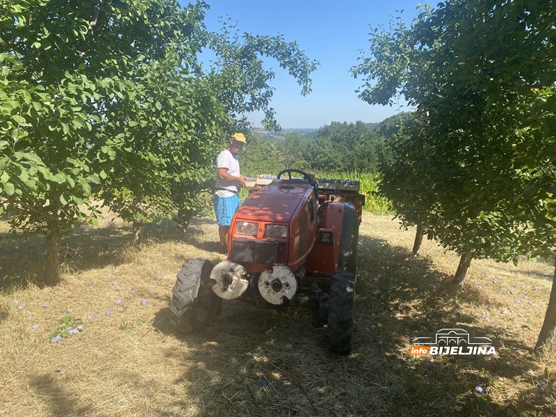 Tužne scene u šljivicima u Ugljeviku: Rod prošle godine lomio stabla, a sad šteta do 100 odsto (FOTO)