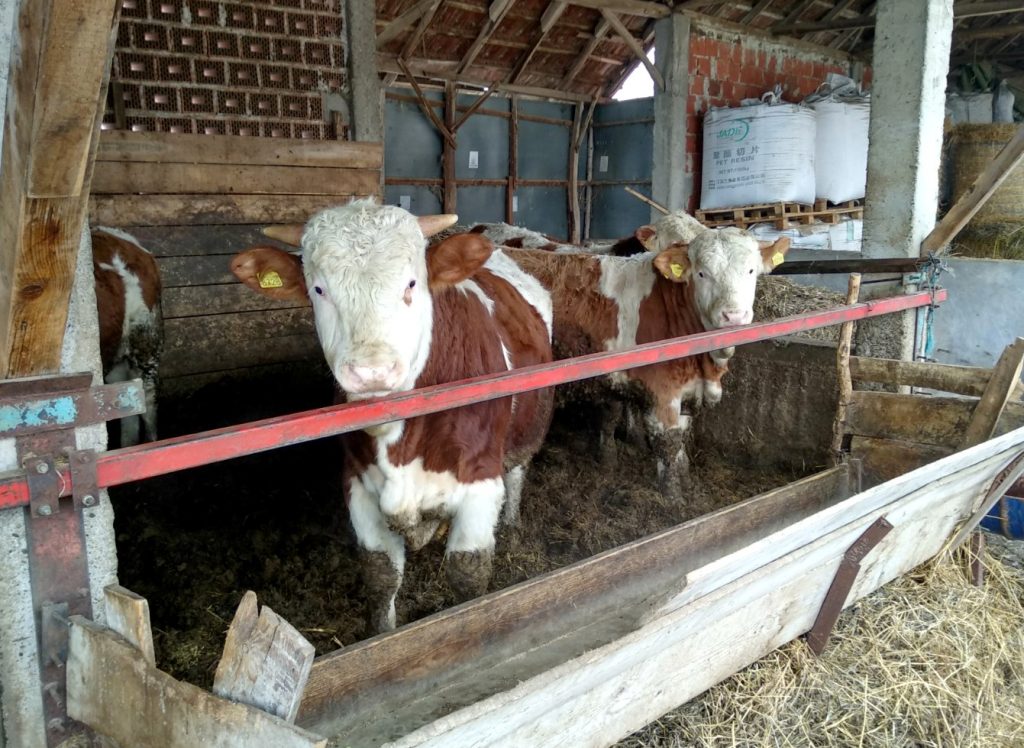 Pravilnik o podsticajima uzbunio poljoprivrednike: Evo ko je zadovoljan, a ko se OPASNO NALJUTIO na resorno ministarstvo