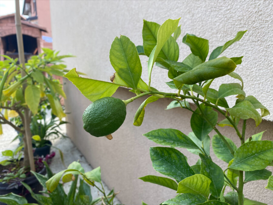 Iskoristili klimatske promjene: U Semberiji uzgajaju banane, kivi, batat (FOTO)