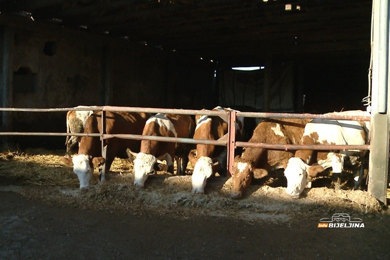 Slučaj antraksa kod goveda u Republici Srpskoj, rizik za javnost nizak