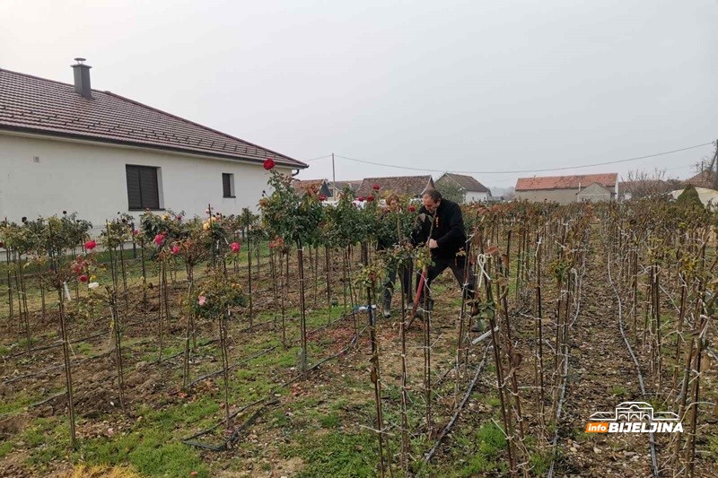 Draža im Semberija od Švedske: Sa 3,5 dunuma pod cvijećem dobiju kao sa 20 pod povrćem (FOTO)