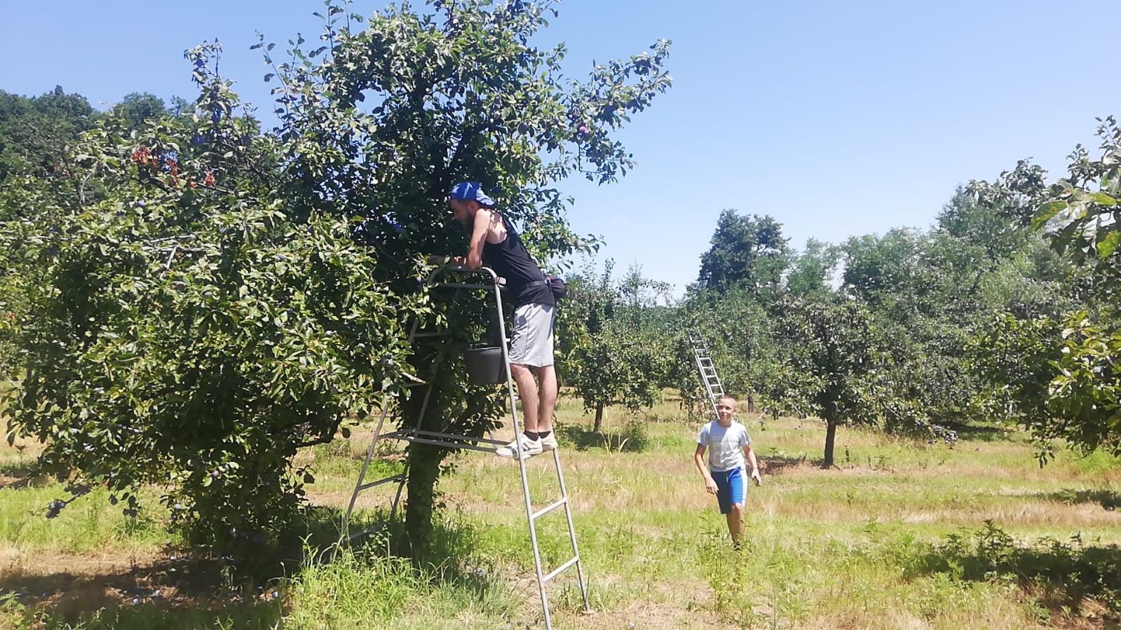 MAJEVIČKA ŠLJIVA NA TRŽIŠTU EU Prinos prepolovljen, ali kvalitet odličan (FOTO)