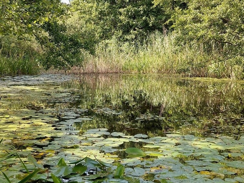 Gromiželju prijeti izumiranje: Sembersku močvaru 2018. proglasili zaštićenom, pa je “zaboravili” (FOTO)