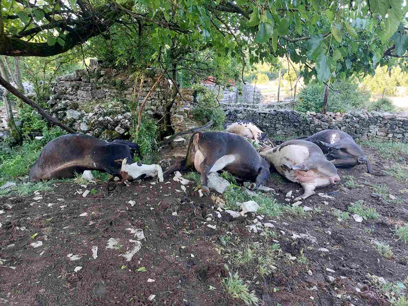 Nakon što je grom usmrtio pet krava, porodici Brčić iz Bileće stigla pomoć sa svih strana