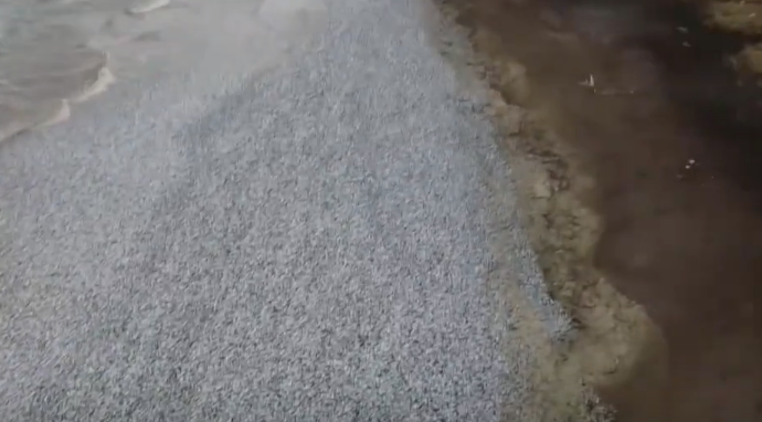 More izbacilo hiljade tona mrtvih sardina /VIDEO/