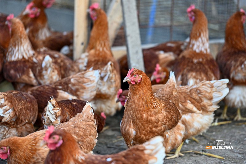 Jedinstvena farma u Semberiji: Imaju 600 koka nosilja, jaja prodaju i na društvenim mrežama (FOTO)