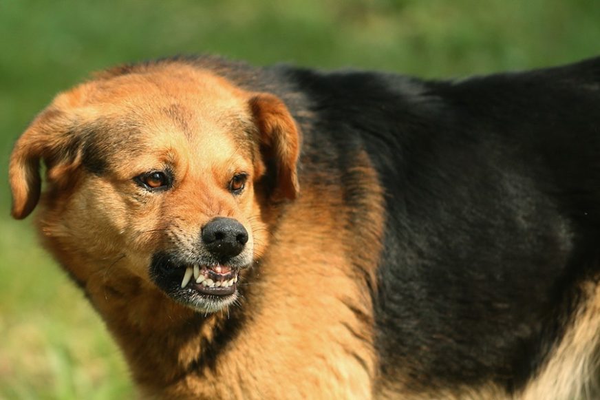 U slučaju nužde, pravac Srbija: Srpska ostala BEZ VAKCINA PROTIV BJESNILA