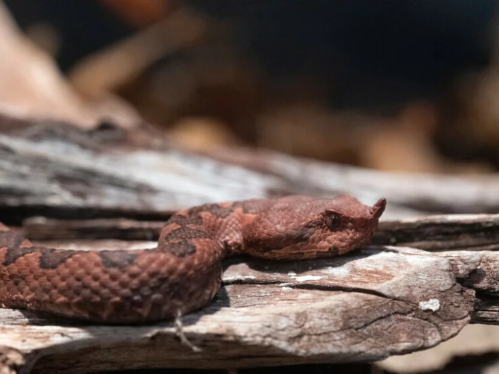 Drama na Hvaru: Poskok ugrizao djevojčicu iz Ukrajine, ljekari joj spasavali nogu