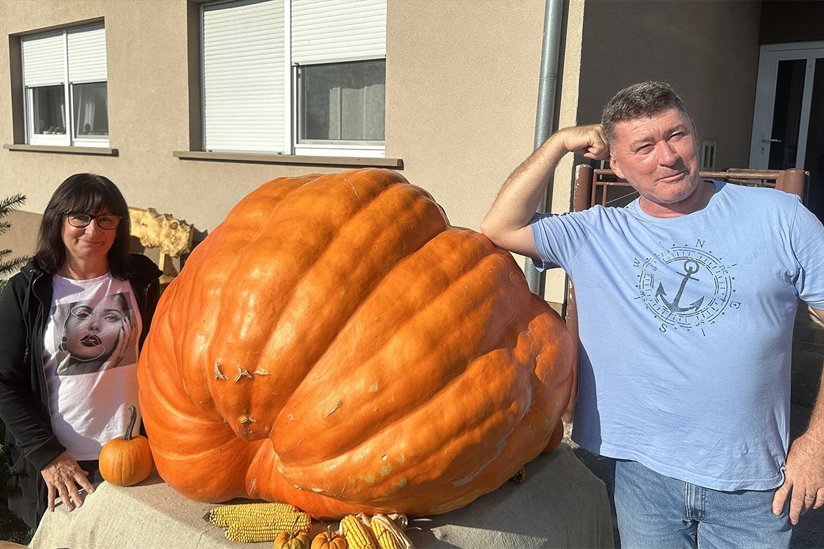 Uzgojio bundevu od 326 kilograma, pomjerali je bagerom