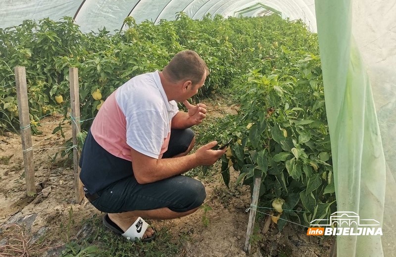 Semberski povrtari našli najefikasniji način zaštite povrća: VEĆA POČETNA ULAGANJA, ALI JE KRAJNJA DOBIT VEĆA