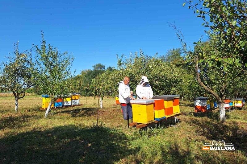 Klimatske promjene pogađaju pčelare u Semberiji: Prosječan prinos meda samo 10 KG po košnici