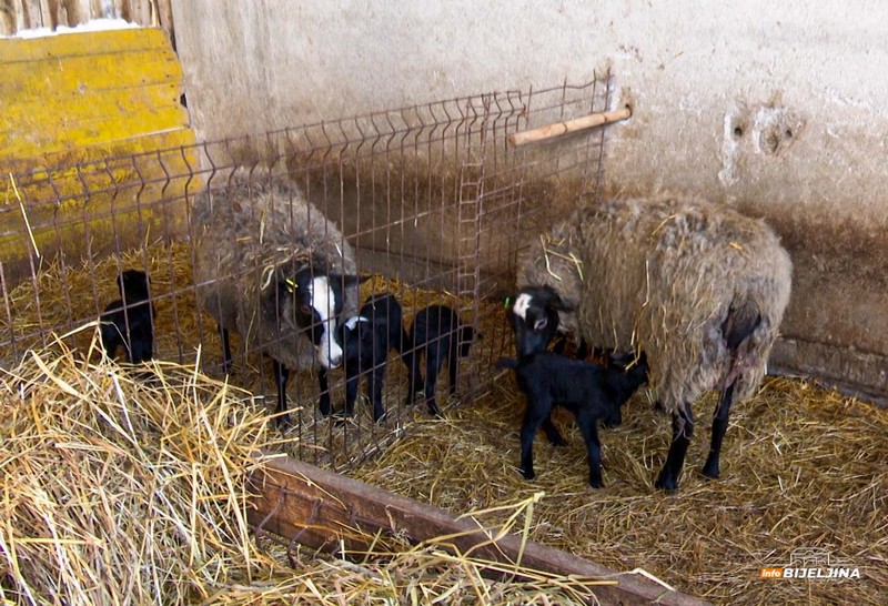 Semberac Milenko Urošević uzgaja carske romanovske ovce: Otporne i malo jedu, a puno daju (FOTO)