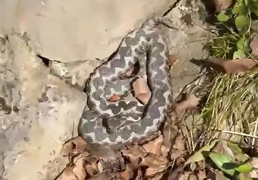 Zmija među šetačima: Na Banj brdu snimljen poskok