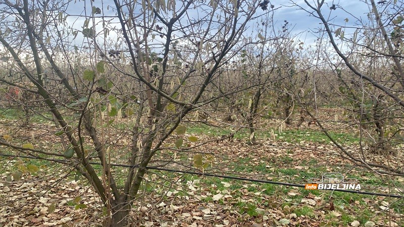 Bijeljinski proizvođači lješnjaka izgubili na rodu, dobili na cijeni: Kako je stanje u Turskoj spasilo voćare u Semberiji? /FOTO/
