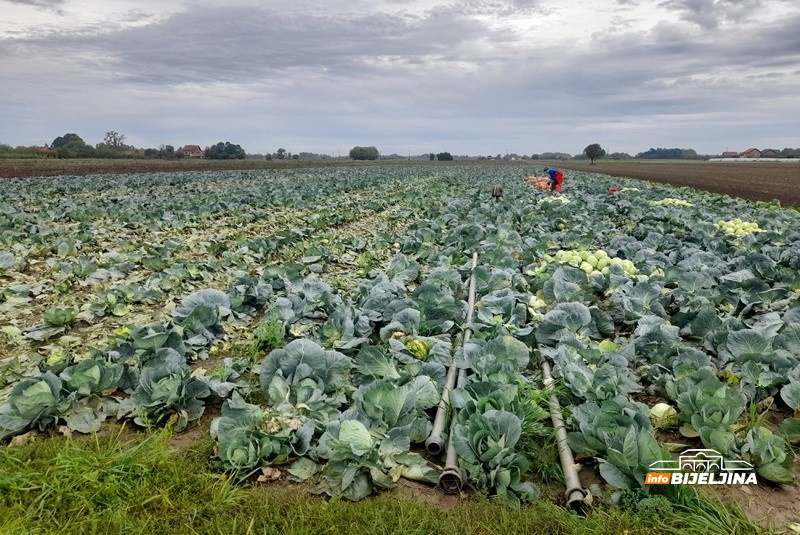 Semberska porodica proizvela 26 tona kupusa: Svi kojim je skupo neka vide pošto su cigare (FOTO)