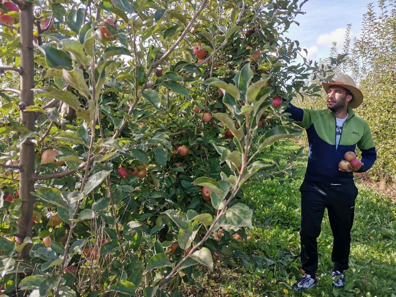 Semberski voćari zbrajaju gubitke (FOTO)