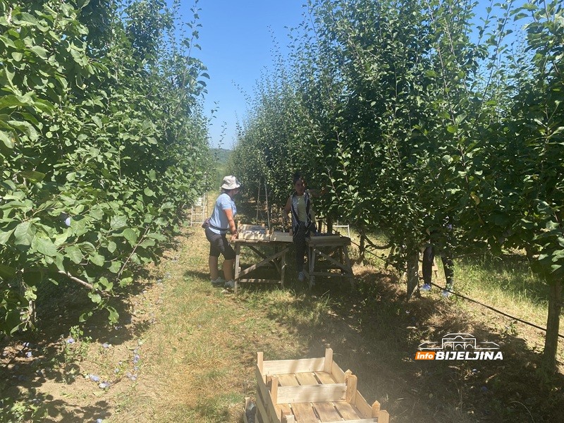 Tužne scene u šljivicima u Ugljeviku: Rod prošle godine lomio stabla, a sad šteta do 100 odsto (FOTO)
