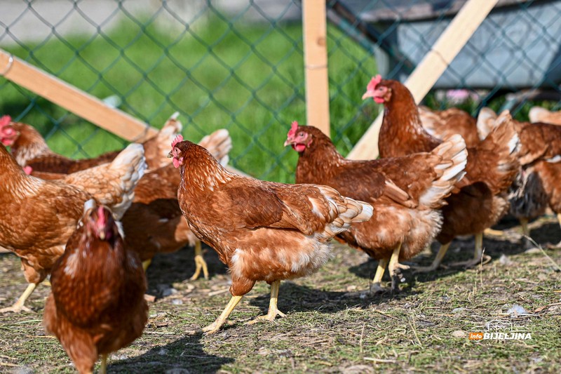 Jedinstvena farma u Semberiji: Imaju 600 koka nosilja, jaja prodaju i na društvenim mrežama (FOTO)