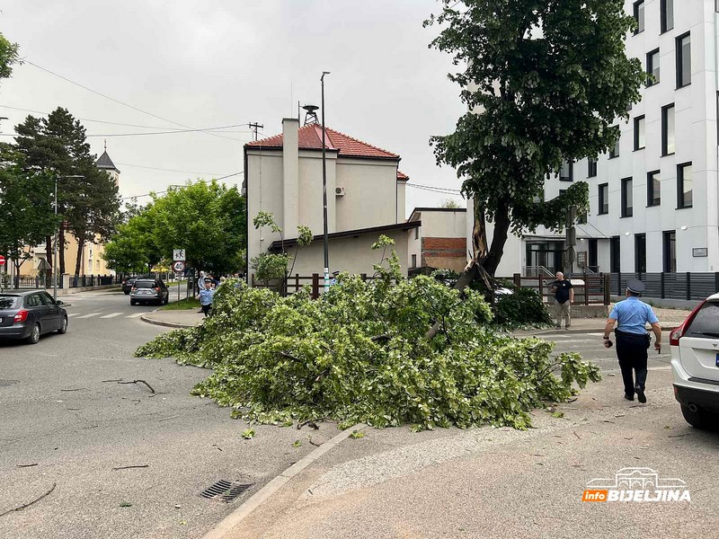 Obrušilo se veliko stablo u Bijeljini, obustavljen saobraćaj  (FOTO)