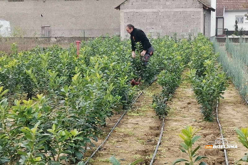 Draža im Semberija od Švedske: Sa 3,5 dunuma pod cvijećem dobiju kao sa 20 pod povrćem (FOTO)