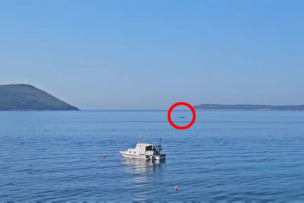 Uočen kit u Crnoj Gori: 