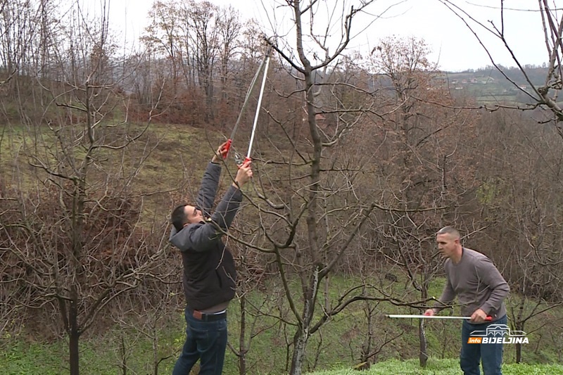 Ima srebro, cilja zlato: Borko Mitrović iz Lokanja zasadio 3.500 stabala šljive, proizvodi vrhunsku rakiju (FOTO)