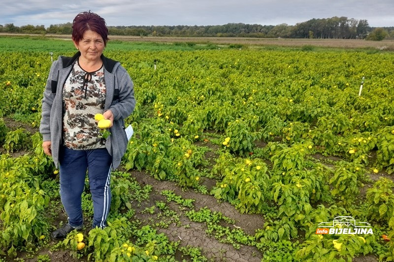 Petra Bešlić iz Donjeg Crnjelova gaji povrće na 20 dunuma: Naša zemlja vrati sve što joj se da (FOTO)