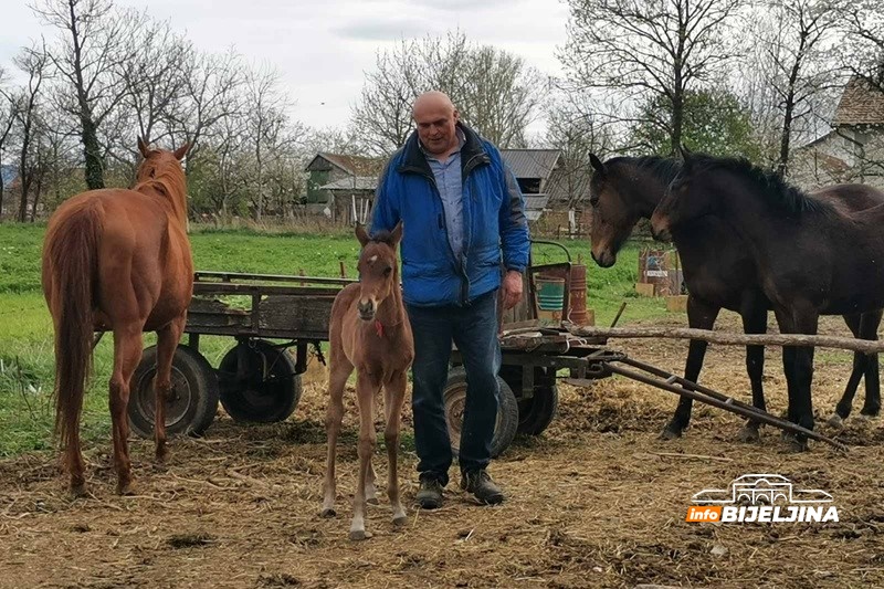 Zanimljivost iz semberskog sela Popovi: Kobila Džiju Džica ukazala da dolazi lijepo vrijeme