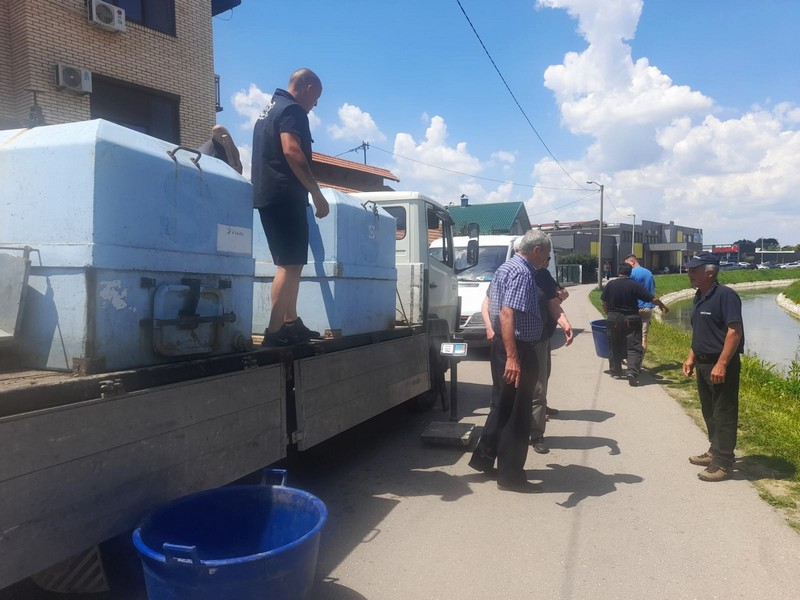 U Dašnicu, Savu i Drinu pustili 630 kg šaranske mlađi: Naši vodotoci sve bogatiji ribom (FOTO)