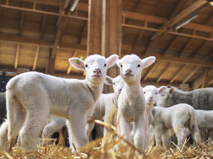 Pritvorio ga sud u Bijeljini: Poznati prevarant opet iza rešetaka zbog jagnjadi