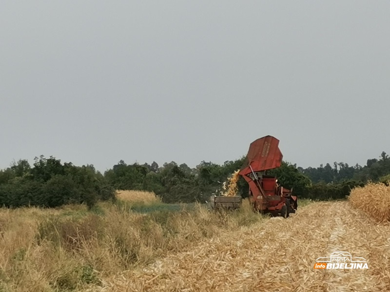 Suša u Semberiji uzima danak: Kukuruz suv, klipovi sitni, a silaža nekvalitetna /FOTO/