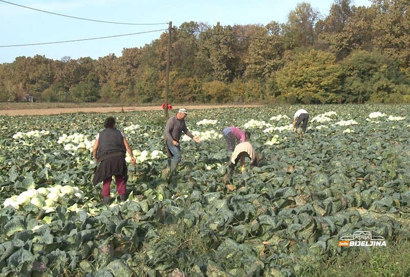 Moguće poskupljenje: Koliko u Bijeljini košta kilogram kupusa, a pošto je vreća u Srpskoj?