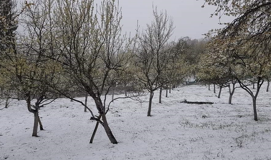 Ministarstvo upozorava voćare: Јutarnji mraz može izazvati katastrofalnu štetu u voćnjacima